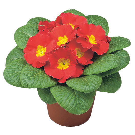 プリムラ アコーリス F1 ボネリ シリーズ