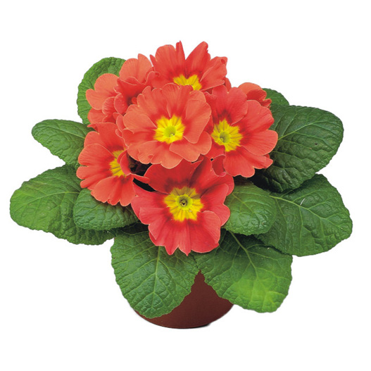 プリムラ アコーリス F1 ボネリ シリーズ