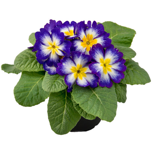 プリムラ アコーリス F1 ボネリ シリーズ