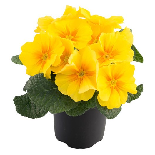 プリムラ アコーリス F1 ボネリ シリーズ