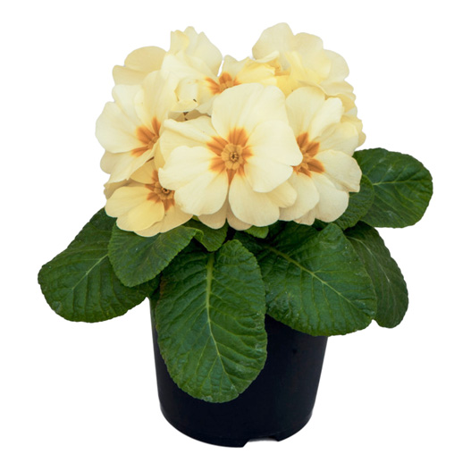 プリムラ アコーリス F1 ボネリ シリーズ