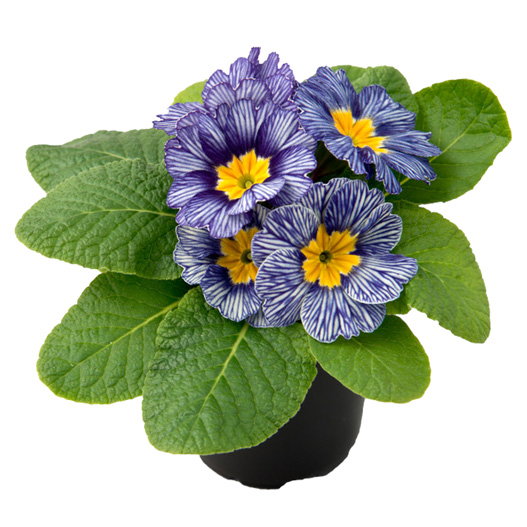 プリムラ アコーリス F1 ボネリ シリーズ