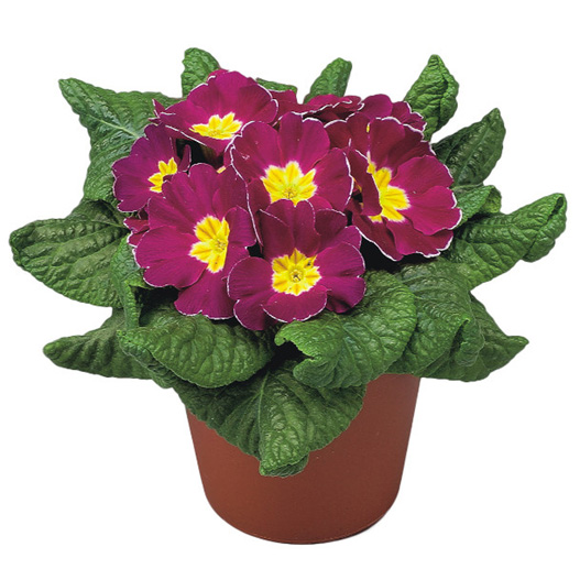 プリムラ アコーリス F1 ボネリ シリーズ