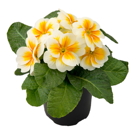 プリムラ アコーリス F1 ボネリ シリーズ