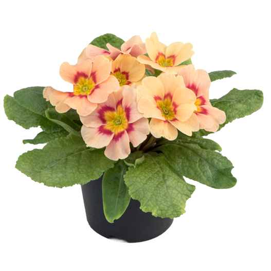 プリムラ アコーリス F1 ボネリ シリーズ