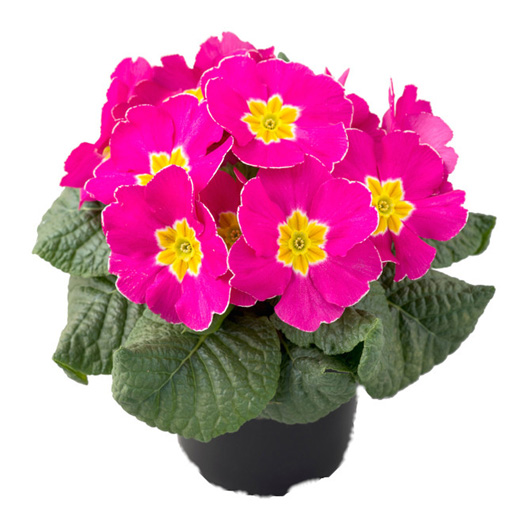 プリムラ アコーリス F1 ボネリ シリーズ