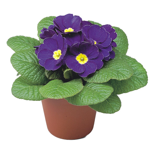 プリムラ アコーリス F1 ボネリ シリーズ