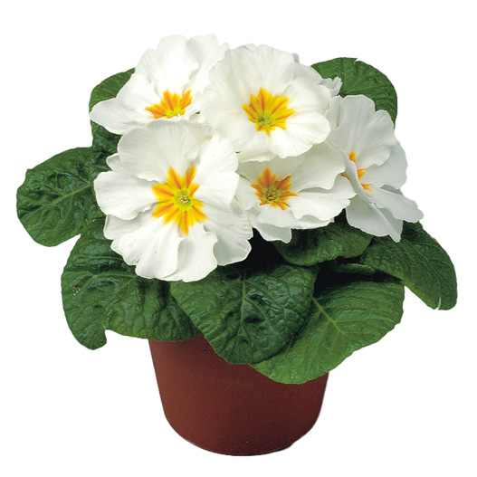 プリムラ アコーリス F1 ボネリ シリーズ