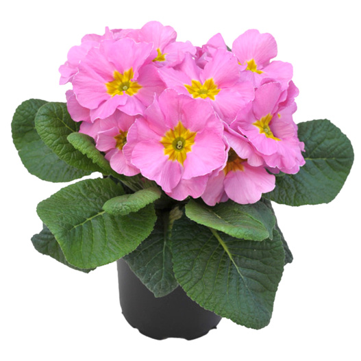 プリムラ アコーリス F1 ボネリ シリーズ