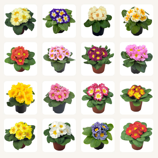 プリムラ アコーリス F1 ボネリ シリーズ