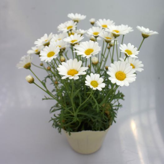 マーガレット　アンジェリック 