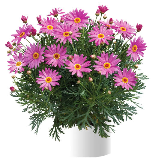 寄せ植え花　マーガレット　アンジェリック マーガレット・スイートピンク(アンジェリックスイーツ)花苗 5号鉢