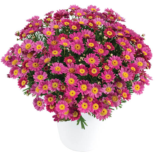 マーガレット　アンジェリック 