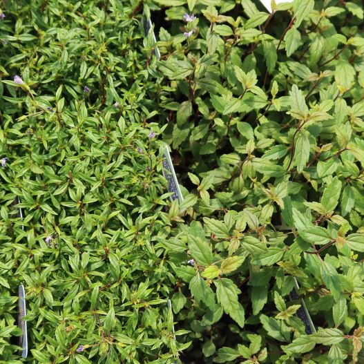 ベロニカ ケンブリッジブルー