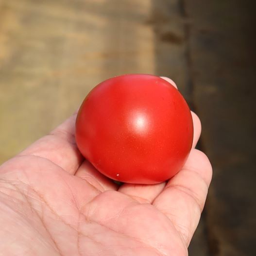 中玉トマト　ドルチェレッド ミディ 単為結果性