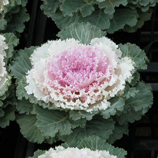 ハボタン 太鼓 シリーズ