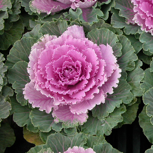 ハボタン 太鼓 シリーズ