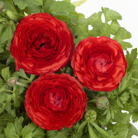 ラナンキュラス F1 ワンダーランドiQ