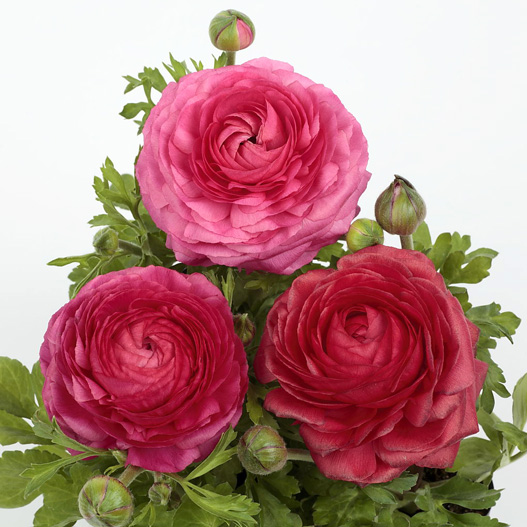 ラナンキュラス F1 ワンダーランドiQ