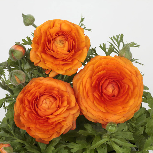 ラナンキュラス F1 ワンダーランドiQ