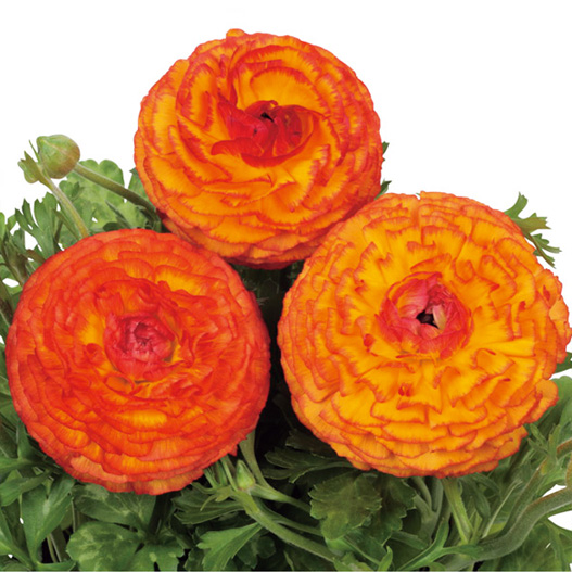 ラナンキュラス F1 ワンダーランドiQ｜WEBカタログ｜未来アグリス株式