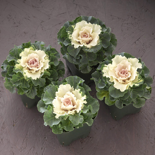 ハボタン ラッフル