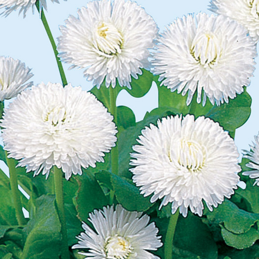 デージー　チロリアンデージー シリーズ 