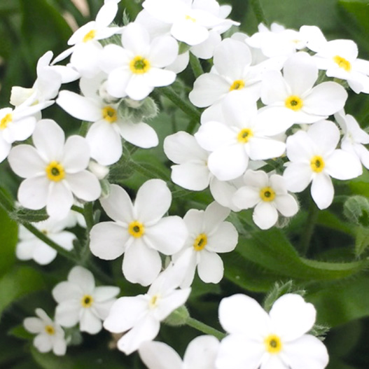 ミオソティス ベラミー