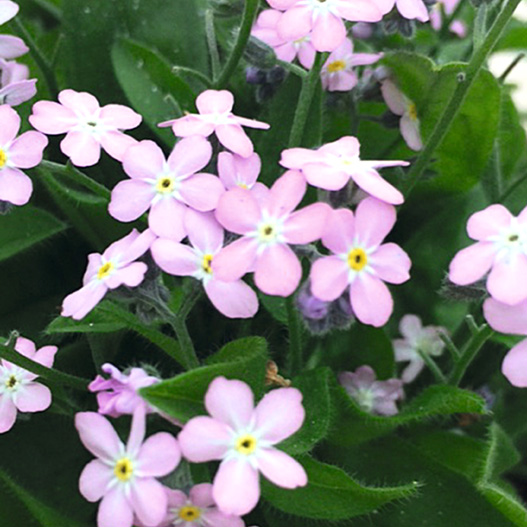 ミオソティス ベラミー