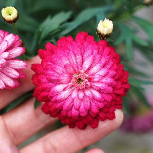 マーガレット　スフレ 