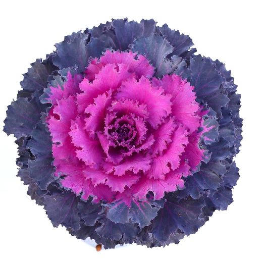 ハボタン ローブ シリーズ