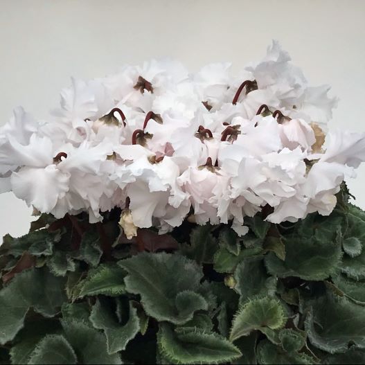 シクラメン 花色衣(はないろごろも) シリーズ