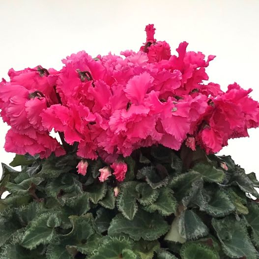 シクラメン 花色衣(はないろごろも) シリーズ