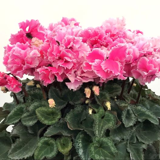 シクラメン 花色衣(はないろごろも) シリーズ