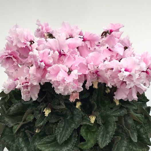 シクラメン 花色衣(はないろごろも) シリーズ