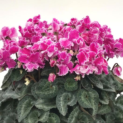 シクラメン 花色衣(はないろごろも) シリーズ