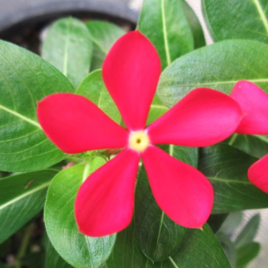 花火ページ 崩壊：スターレイル ナナシビトの褒章 VOL1 花火 2026年2月仮