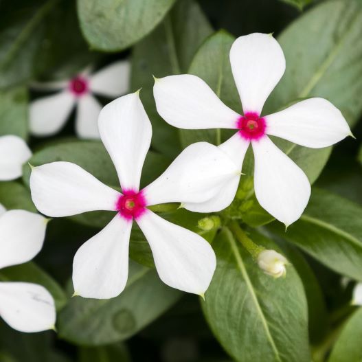 花火ページ ビンカ 夏花火｜WEBカタログ｜未来アグリス株式会社|未来