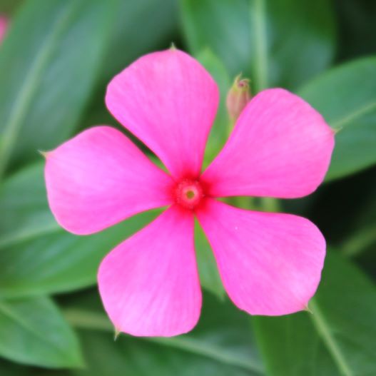 ビンカ　夏花火 