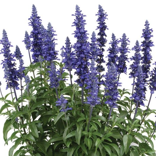 サルビア　サリーファン 