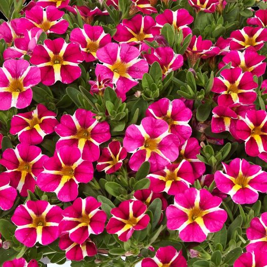 カリブラコア　コリブリ シリーズ 