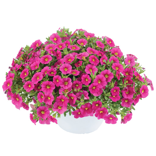 カリブラコア　コリブリ シリーズ 