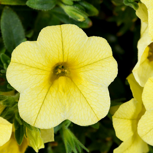 カリブラコア　コリブリ シリーズ 