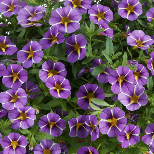 カリブラコア　コリブリ シリーズ 