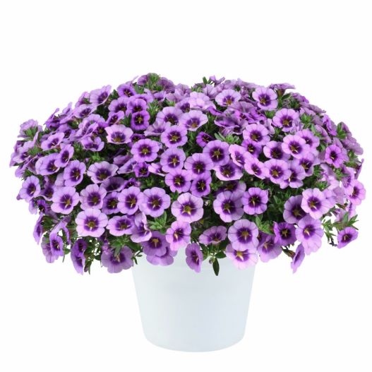 カリブラコア　コリブリ シリーズ 