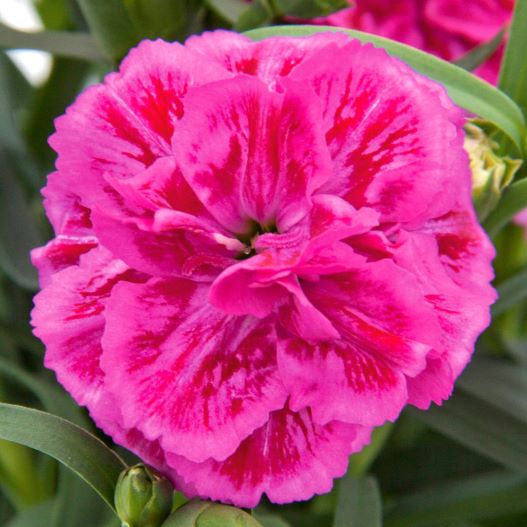 カーネーション　ディアデュール シリーズ 