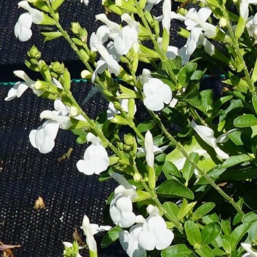 サルビア F1　ミラージュ 