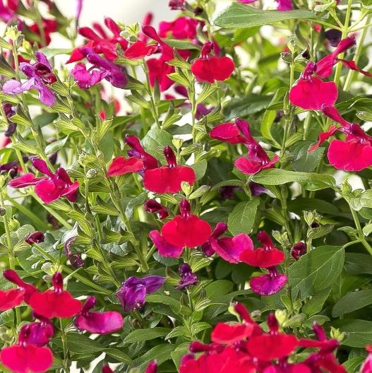 サルビア F1　ミラージュ 