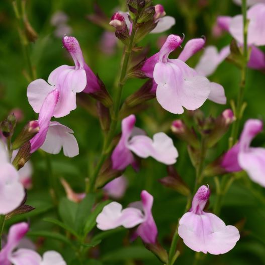 死体の花(ミラージュ) EX+]死体の花/Cadaverous Bloom《日本語》【MIR】