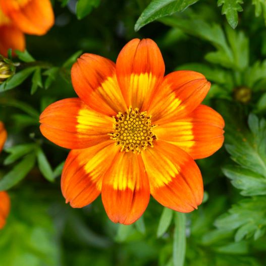 ビデンス ブレージング ボルケーノ